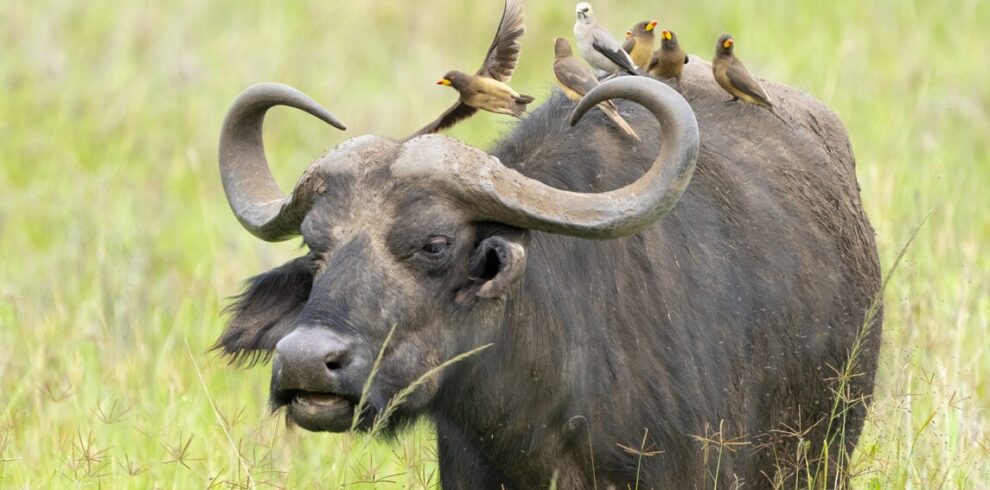 Yellow-billed-Oxpecker-e1728294526842